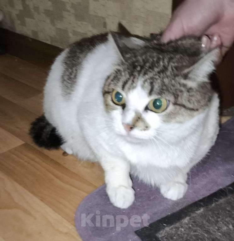 Кошки в Казани: Котшечка молодая Девочка, Бесплатно - фото 2