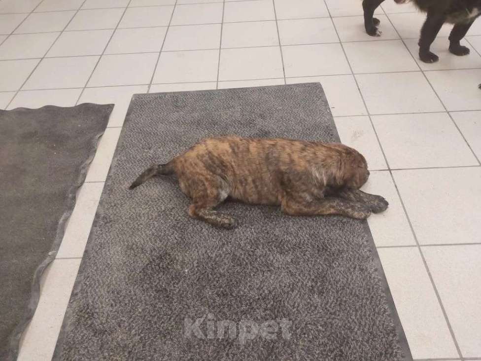 Собаки в других городах Краснодарского края: Щенки в добрые руки Девочка, Бесплатно - фото 2