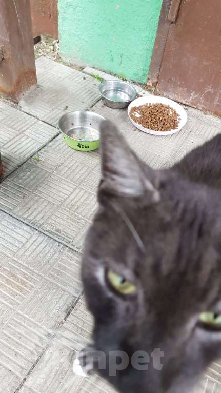 Кошки в Подольске: Брошенный котик в добрые руки Мальчик, Бесплатно - фото 2