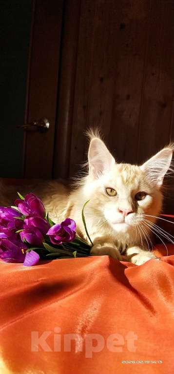 Кошки в Челябинске: КОТЕНОК МЕЙН-КУН Мальчик, Бесплатно - фото 4