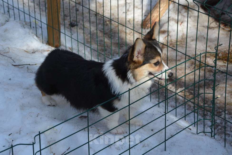 Собаки в Москве: Триша Девочка, 40 000 руб. - фото 6