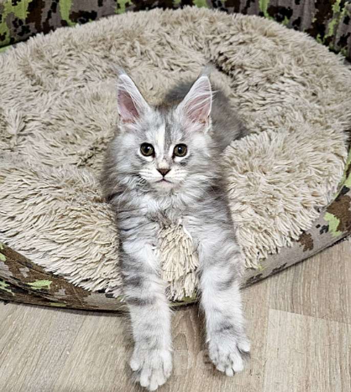 Кошки в Санкт-Петербурге: Котята мэйнкунов Девочка, 40 000 руб. - фото 1