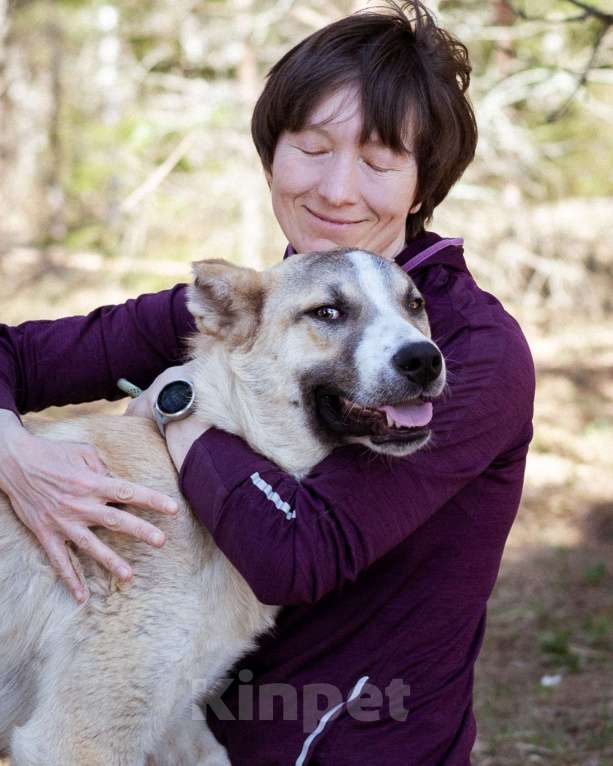 Собаки в Москве: Молодой, добрый пёсель в добрые руки Мальчик, Бесплатно - фото 9