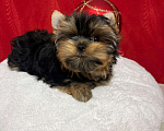 Собаки в Москве: Йоркширский  терьер -  Роскошный  Мальчик Мальчик, 40 000 руб. - фото 2