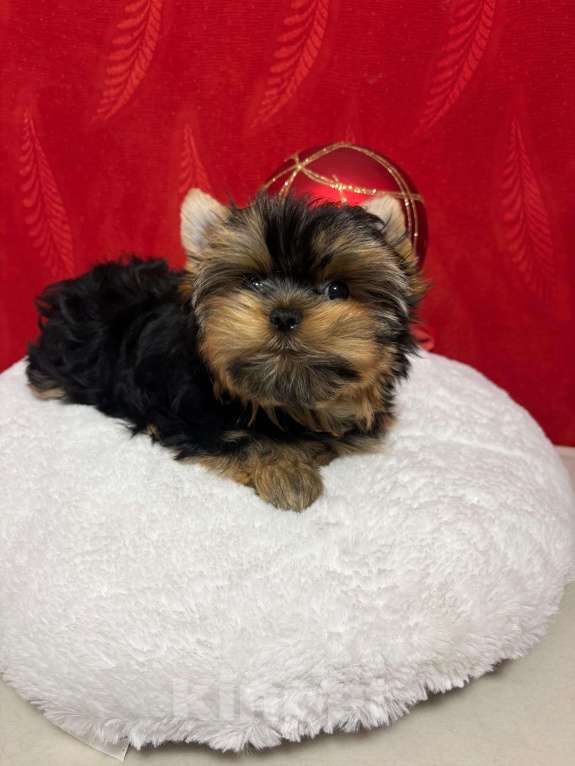 Собаки в Москве: Йоркширский  терьер -  Роскошный  Мальчик Мальчик, 40 000 руб. - фото 2