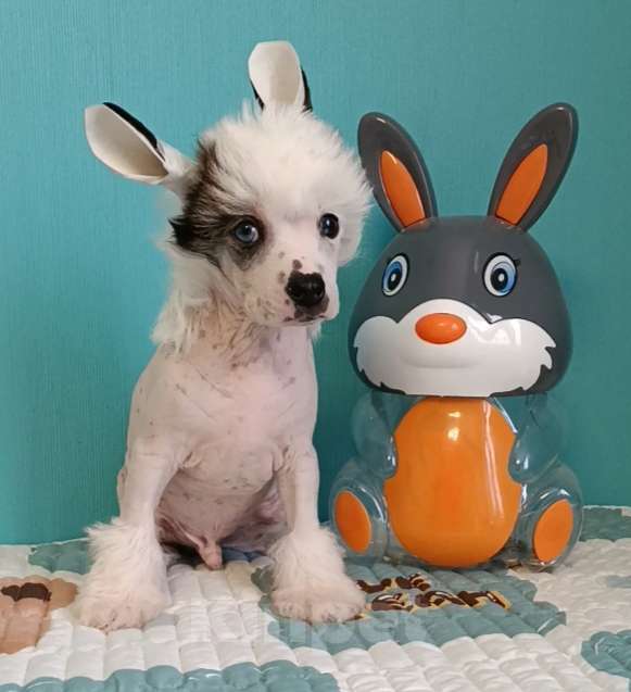 Собаки в Волгограде: Голубоглазый блондин Мальчик, Бесплатно - фото 2