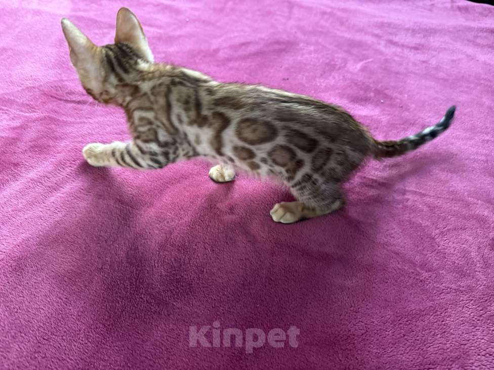 Кошки в Москве: Бенгальский мальчик Мальчик, 25 000 руб. - фото 3