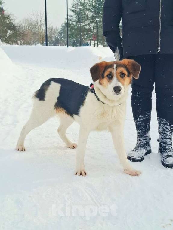 Собаки в Москве: Трехцветный щенок в добрые руки Девочка, Бесплатно - фото 7