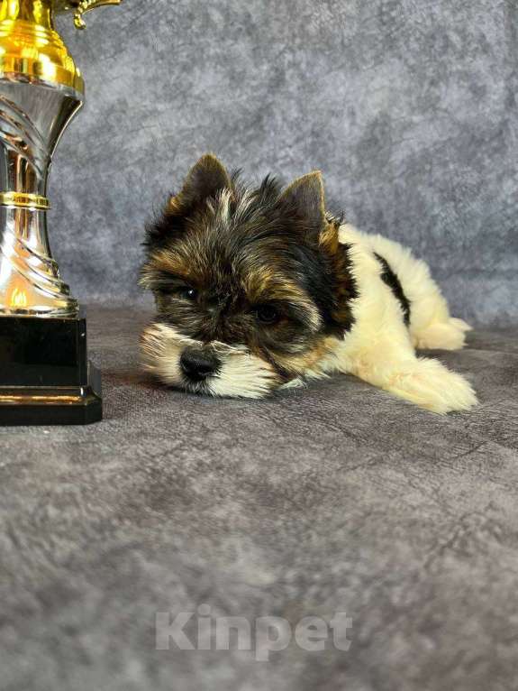 Собаки в Вологде: Щенок бивер терьера Дэйви. Плюшевый медвежонок в качестве домашнего любимца. Мальчик, 45 000 руб. - фото 6