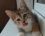 Кошки в Москве: Милый котенок в дар Девочка, Бесплатно - фото 3