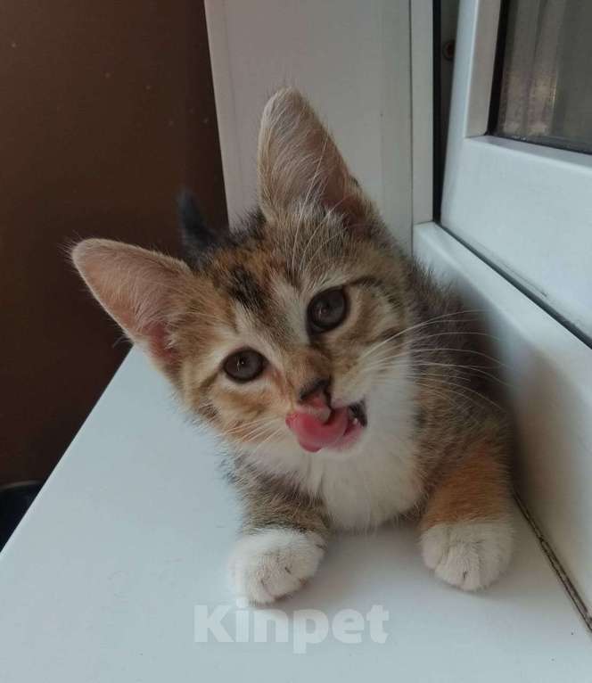 Кошки в Москве: Милый котенок в дар Девочка, Бесплатно - фото 3