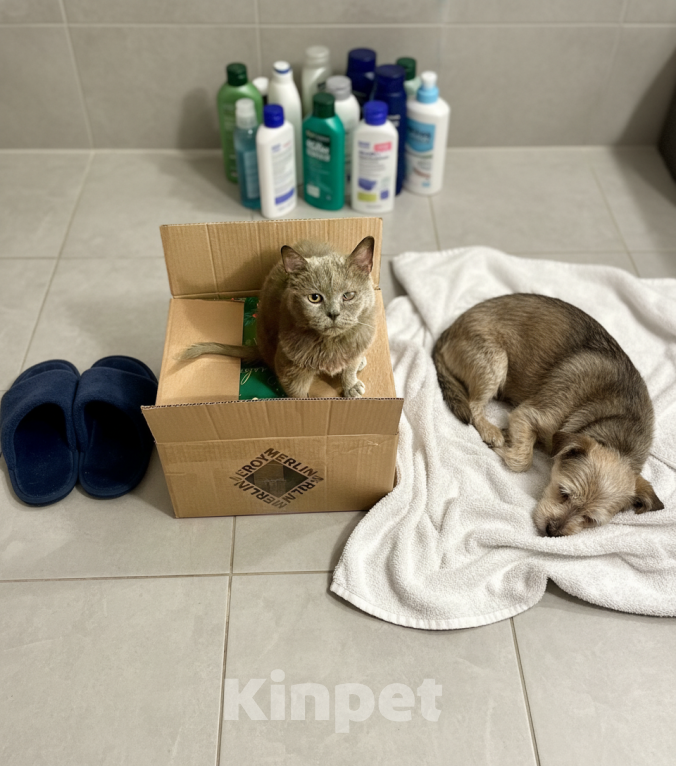 Кошки в Москве: Буся- бабуся кошка Девочка, Бесплатно - фото 9