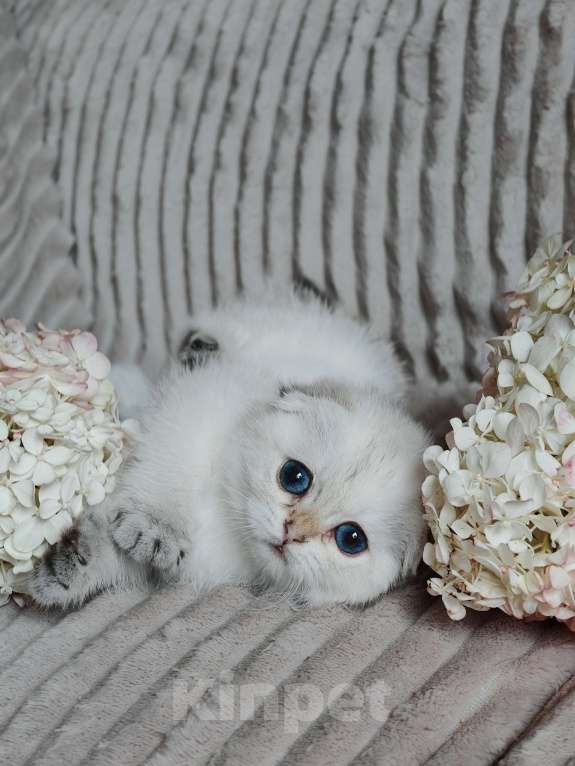 Кошки в Москве: голубоглазые шотландские сестрички Девочка, 80 000 руб. - фото 4