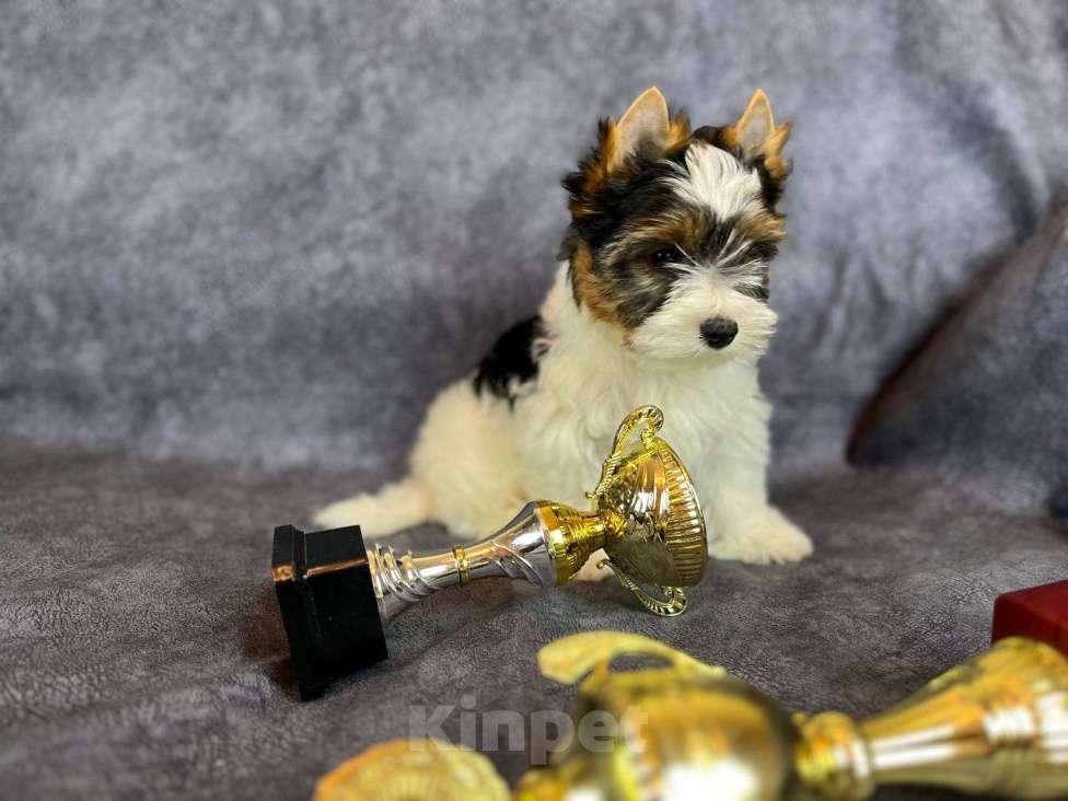 Собаки в Вологде: Игривый щенок бивер терьера Нэо. Предлагается в качестве друга, компаньона, члена семьи.  Мальчик, 50 000 руб. - фото 2