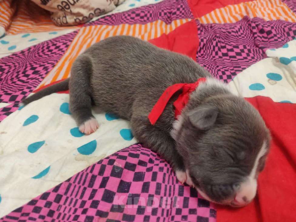 Собаки в Пензе: 3девочки и 5маличиков  Мальчик, 15 000 руб. - фото 9