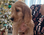 Собаки в Москве: Чистокровный ласковый кокер-спаниель  Мальчик, 60 000 руб. - фото 2