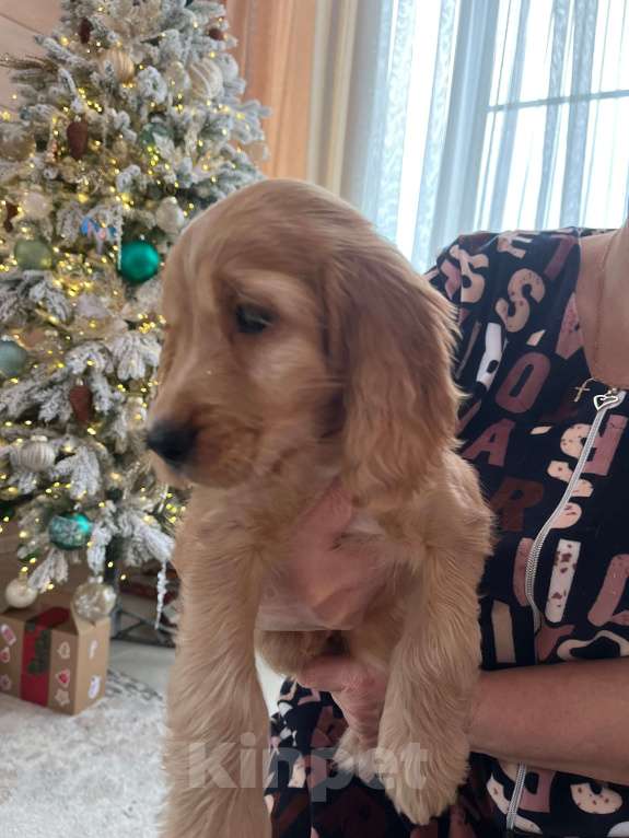 Собаки в Москве: Чистокровный ласковый кокер-спаниель  Мальчик, 60 000 руб. - фото 2