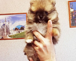 Собаки в Томске: Жека Мальчик, 17 000 руб. - фото 1