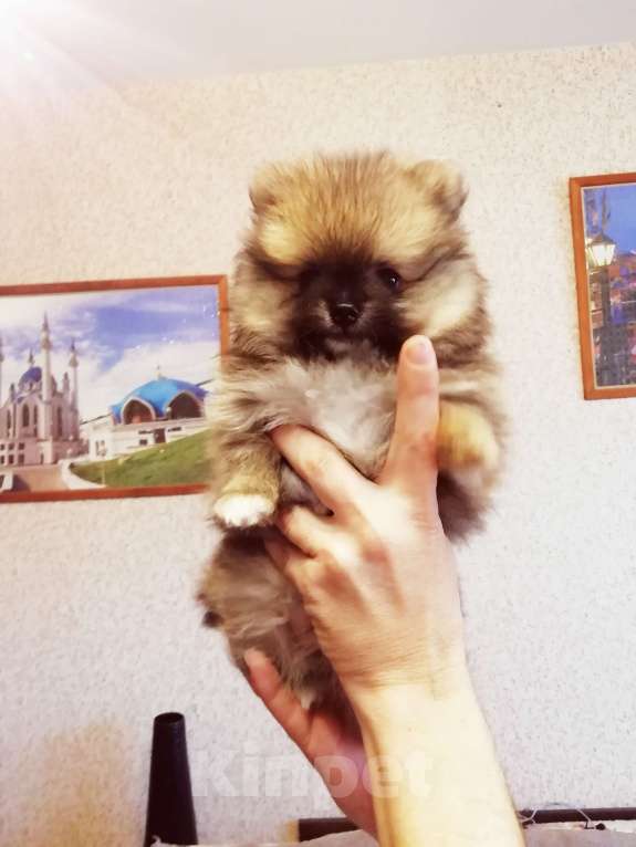 Собаки в Томске: Жека Мальчик, 17 000 руб. - фото 1