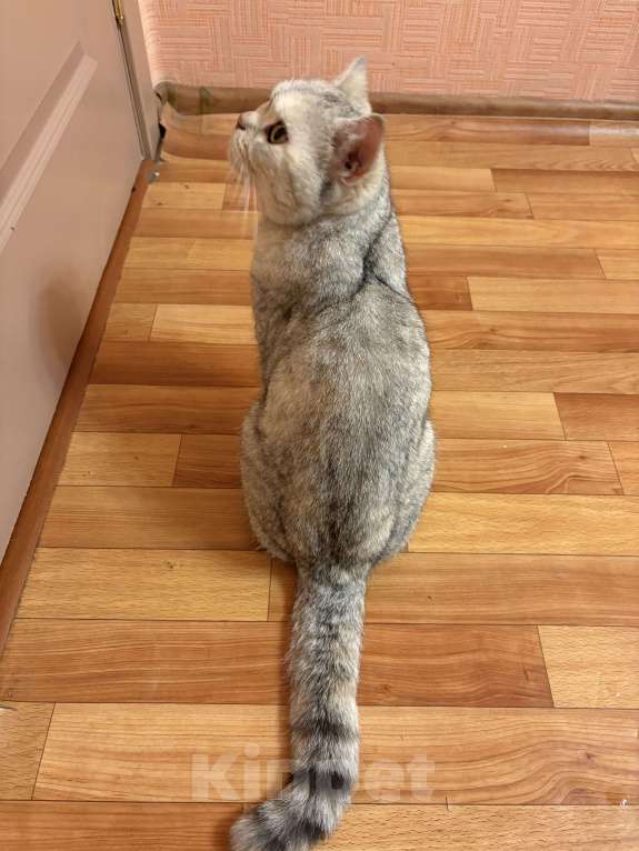 Кошки в Костроме: Срочно ищем дом для кошечки /сбор на лечение  Девочка, Бесплатно - фото 3