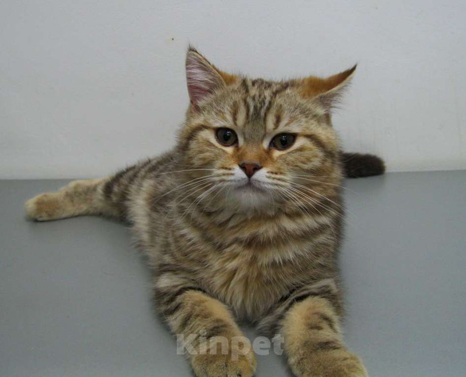 Кошки в Ставрополе: Кот шотландский подросток Мальчик, 10 000 руб. - фото 6