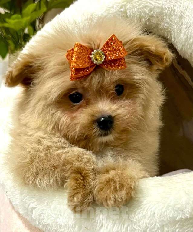 Собаки в Москве: Помапу мальчишка Мальчик, 45 000 руб. - фото 4