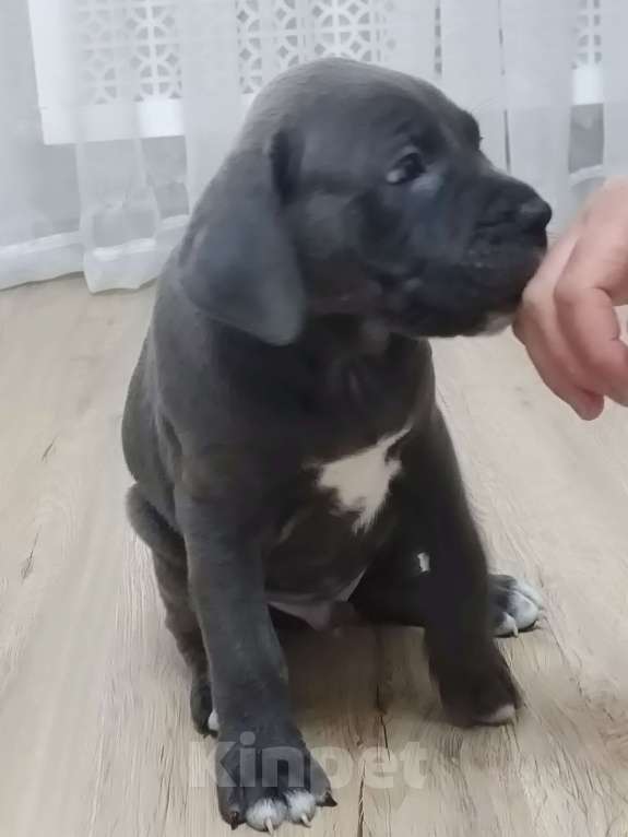 Собаки в Изобильном: Щеночки Кане Корсо  Мальчик, 15 000 руб. - фото 2