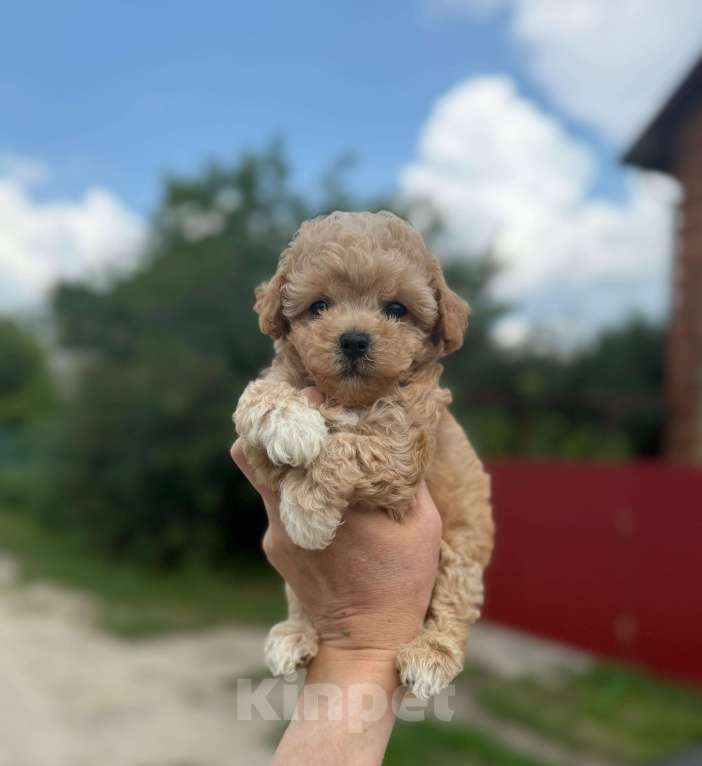 Собаки в Котельнике: Мальтипу девочка Девочка, 180 000 руб. - фото 7