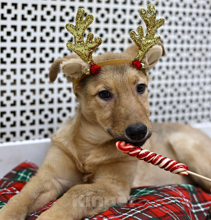 Собаки в Москве: Щенки бесплатно в Москве Девочка, Бесплатно - фото 4