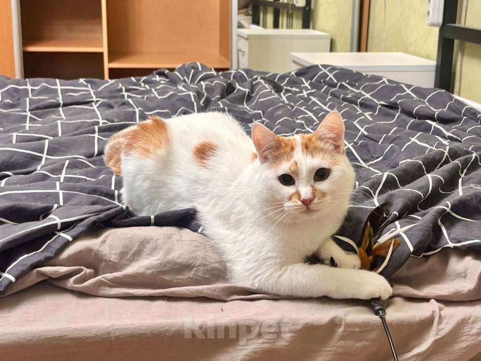 Кошки в Реутове: Срочно ищет дом Беляш! Мальчик, Бесплатно - фото 3