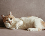 Кошки в Москве: Шикарные молодые котики и кошечки (1 г.) в дар Девочка, Бесплатно - фото 2