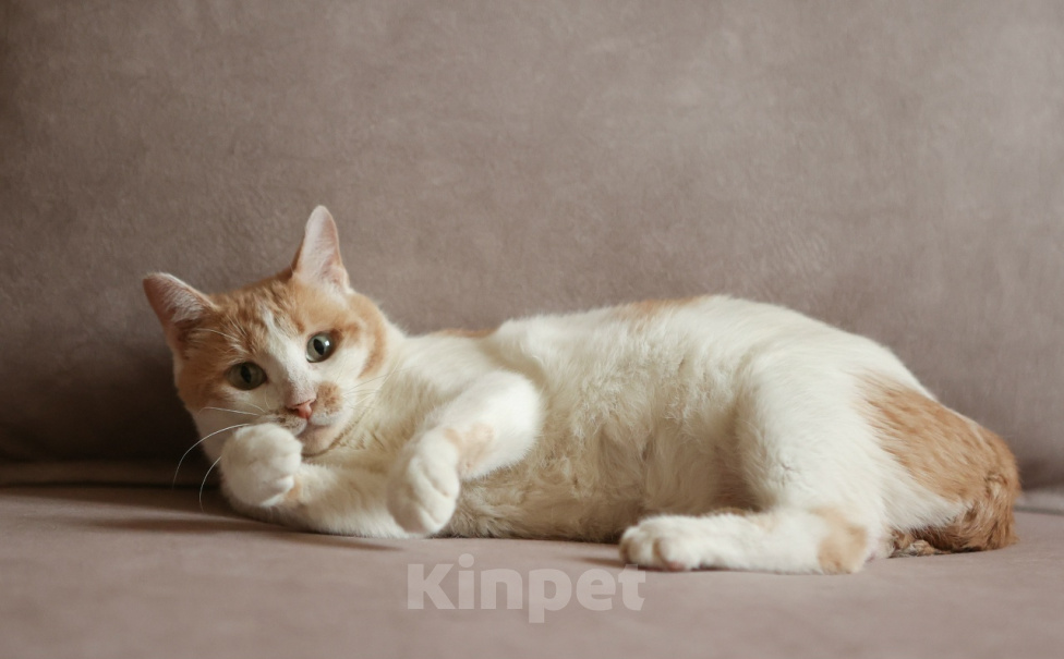 Кошки в Москве: Шикарные молодые котики и кошечки (1 г.) в дар Девочка, Бесплатно - фото 2