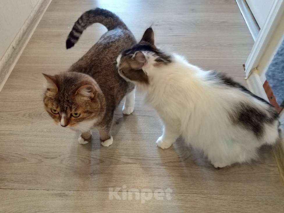 Кошки в Домодедово: Две кошки в добрые руки Девочка, Бесплатно - фото 6