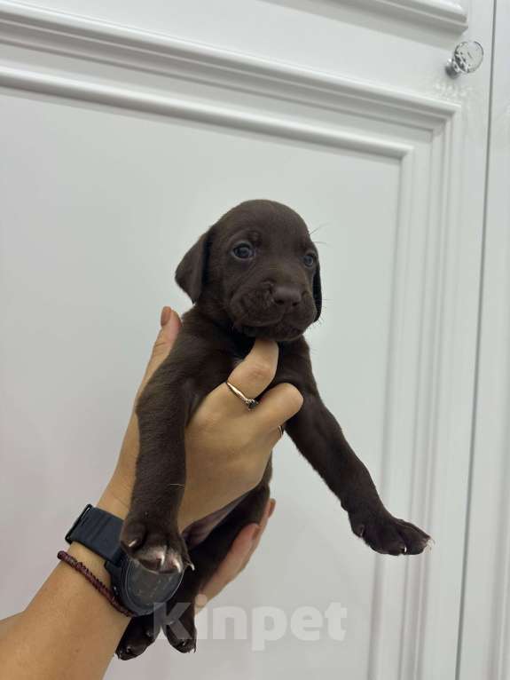 Собаки в Краснодаре: Открыта предварительная бронь на щенков Лабрадоров  Мальчик, 15 000 руб. - фото 4