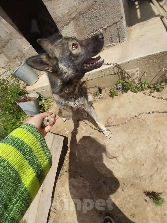 Собаки в Иркутске: Собачку в добрые руки Девочка, Бесплатно - фото 1