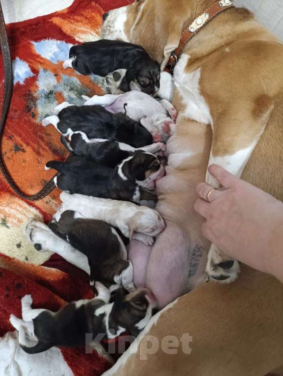 Собаки в Тюмени: Бигль щенки с документами Девочка, 50 000 руб. - фото 1