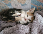 Кошки в Михайловске: Котëнок 3-4 месяца Девочка, Бесплатно - фото 2