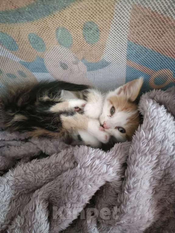 Кошки в Михайловске: Котëнок 3-4 месяца Девочка, Бесплатно - фото 2