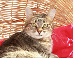 Кошки в Калуге: Киска Ириска. Полосатая плюшечка в добрые руки. Девочка, Бесплатно - фото 6