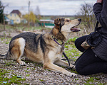 Собаки в Бронницах: Нежнющий Купер Мальчик, Бесплатно - фото 14