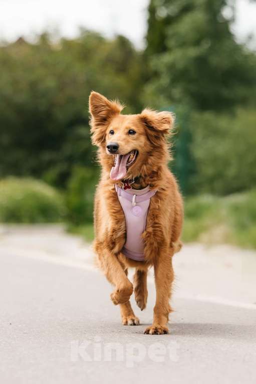 Собаки в Москве: Рыжая пушистая собачка Дейзи в добрые руки Девочка, 1 руб. - фото 6