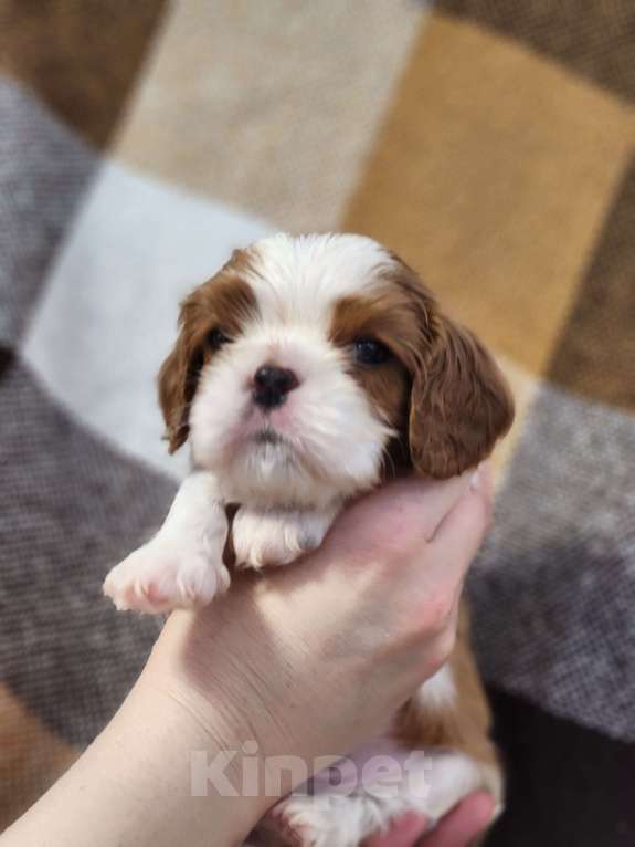 Собаки в Анапе: Голубая лента  Мальчик, 80 000 руб. - фото 4