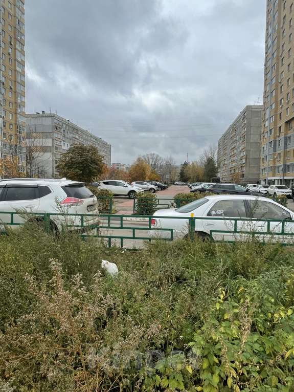 Кошки в Нижнем Новгороде: Потеряшка Мальчик, Бесплатно - фото 3