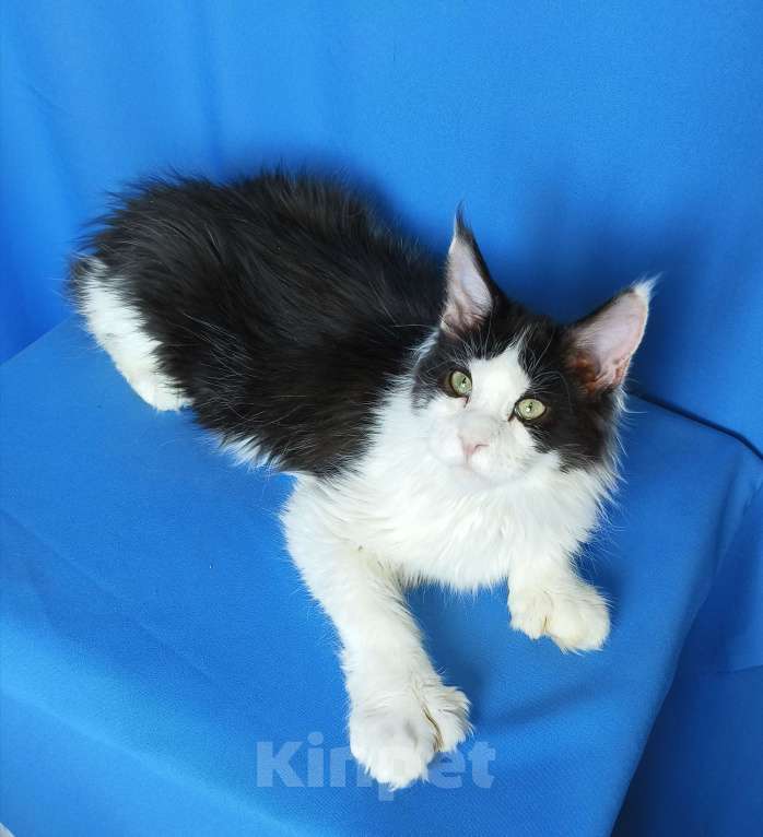 Кошки в Москве: Котёнок Мейн-Кун полидакт 6/6/6/6 Мальчик Мальчик, 70 000 руб. - фото 2
