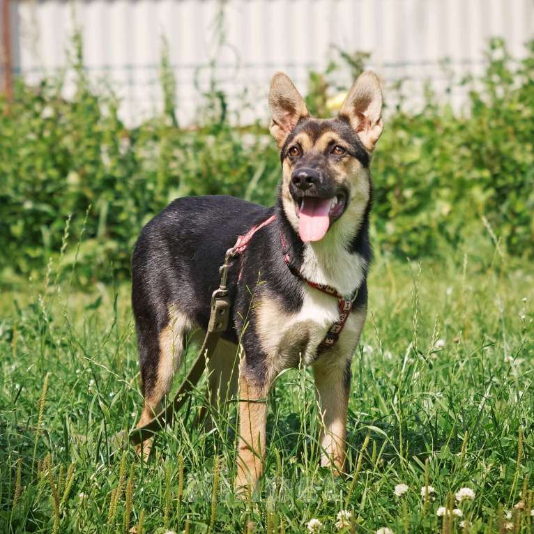 Собаки в других городах Московской области: Альфа Девочка, Бесплатно - фото 5