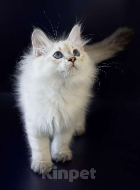 Кошки в Москве: Сибирские котята родословная WCF  чемпионы линии Девочка, 30 000 руб. - фото 2