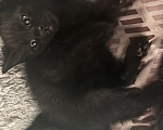Кошки в Астрахани: Котята в добрые руки Девочка, Бесплатно - фото 2