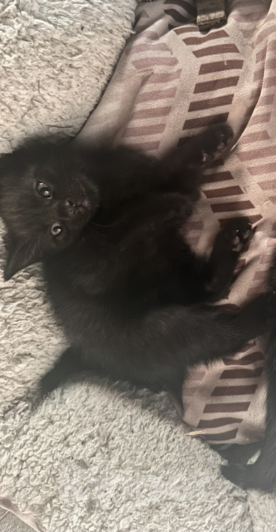 Кошки в Астрахани: Котята в добрые руки Девочка, Бесплатно - фото 2