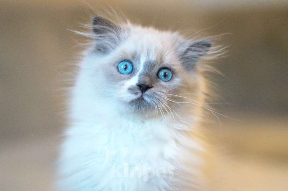 Кошки в Санкт-Петербурге: невский маскарадный котенок Девочка, Бесплатно - фото 4