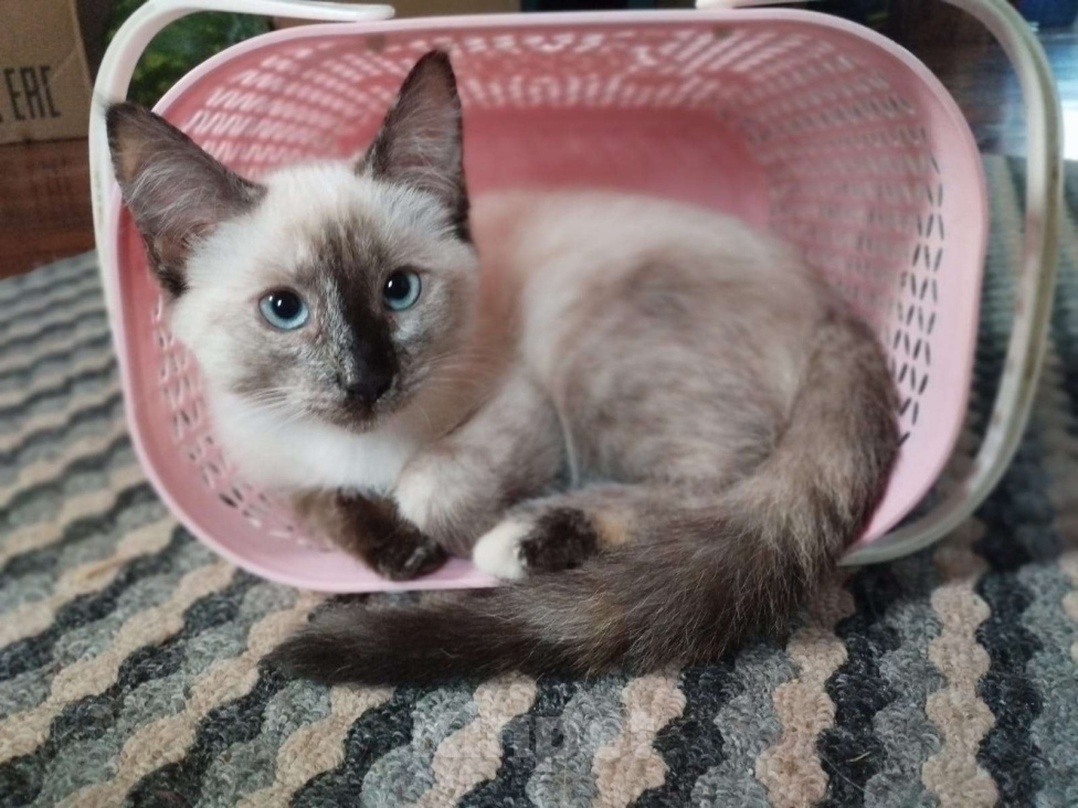 Кошки в Москве: Ласковый котёнок в добрые руки  Девочка, Бесплатно - фото 1